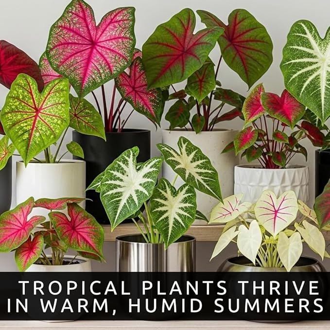 Caladium Bulbs, Fancy Mix, Pack of 10 – Easy-to-Grow Perennial Hosta with Heart Shaped, Colorful Leaves for Garden Beds, Containers, Patios, and Indoor Displays