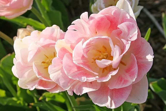 Pink Foxtrot Double Tulip Bulbs for Planting - Easy to Grow Perennial Tulips (5 Bulbs)
