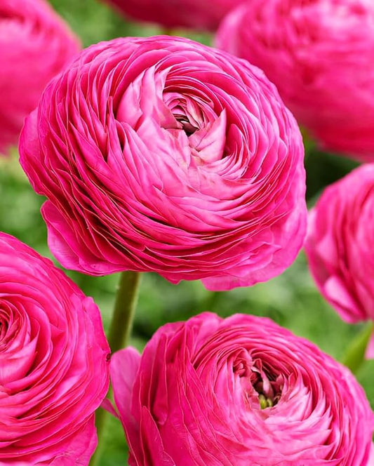 Mixed Peony Ranunculus Bulbs- Persian Buttercup -10 Corms Bulbs Flowering Blooms Perennial Bulbous Root Garden Plant (Pink)