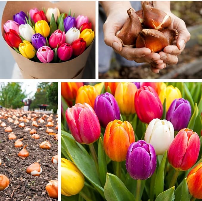 Mixed Rainbow Tulip Bulbs for Planting (10 Bulbs) - Huge Bulbs for Colorful Flowers - Grow Cheeful Rainbow Tulips - Multicolor Spring Flowers, Tall Statement Garden