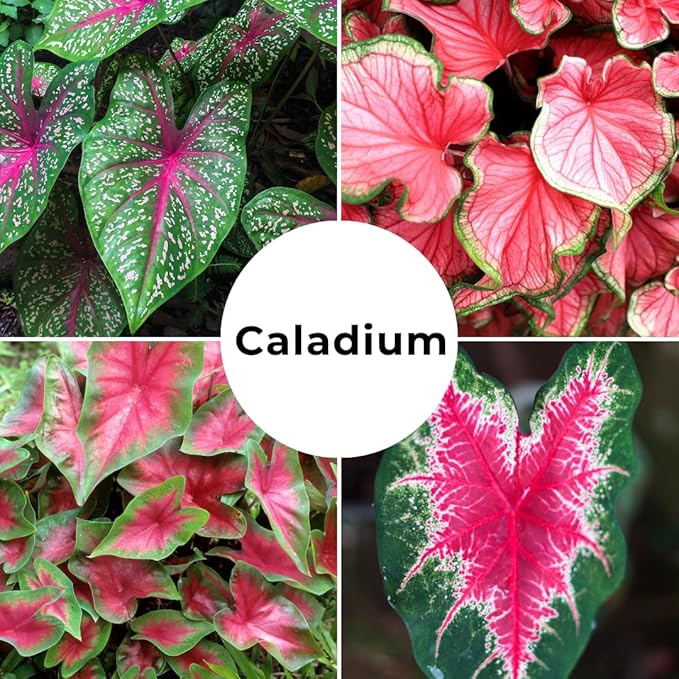 Caladium Bulbs, Fancy Mix, Pack of 10 – Easy-to-Grow Perennial Hosta with Heart Shaped, Colorful Leaves for Garden Beds, Containers, Patios, and Indoor Displays