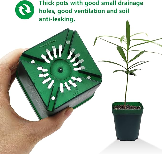 RooTrimmer Square Nursery Succulent Pots 4 Inches 60 Pcs Deep Flower Plant Nursery Seedling Grow Pots Plastic with Drainage (Green, 4Inches, 60Pcs)