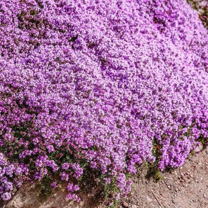 20000+ Creeping Thyme Seeds for Planting, Non-GMO Ground Cover Seeds, Fragrant Lawn Alternative for Garden, Paths & Landscaping (10g / 0.35 oz)