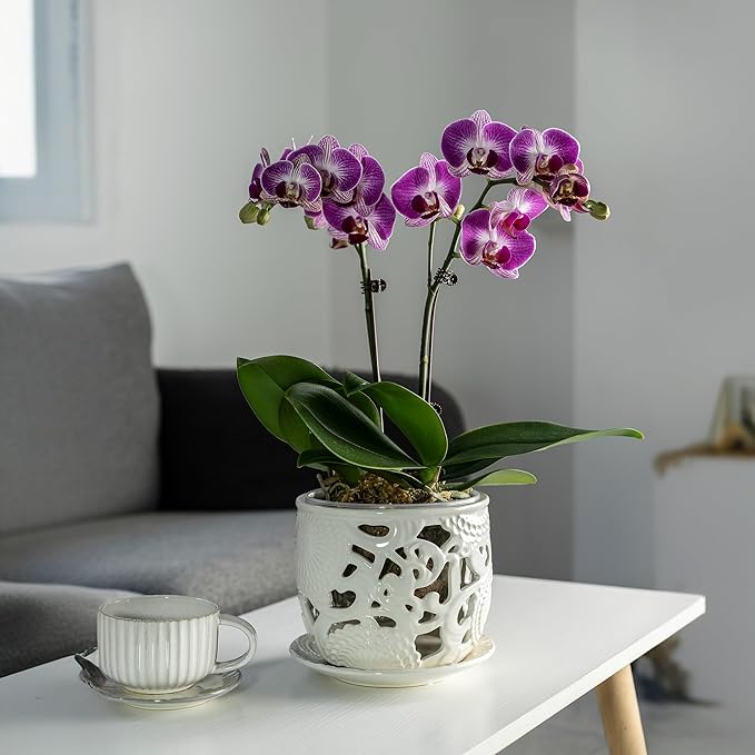 HERDUK Ceramic Orchid Pot, Orchid Pots with Drainage Holes & Saucer 6.5 Inch,Orchid Pot for Repotting Indoor, Orchid Containers with Precise Aeration & Drainage
