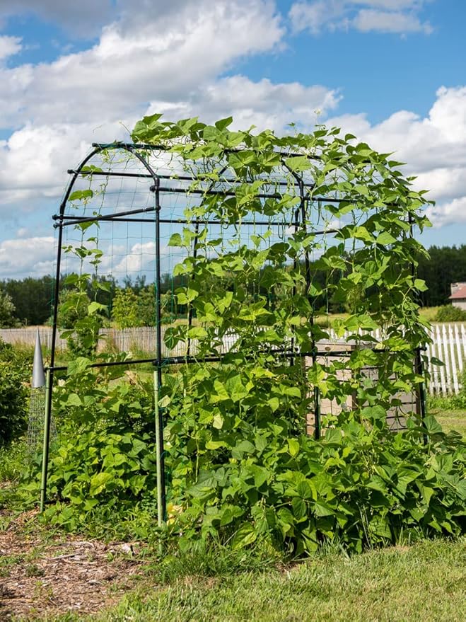 Gardener’s Supply Company Extra Tall Garden Arch Arbor | 80 Inch Tall Titan Squash Tunnel | Lightweight Metal, Trellis Plant Stand for Climbing Vines | Outdoor Lawn Tower & Support Structure