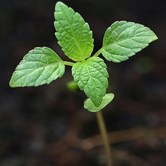 Seed Needs Peppermint Seeds for Planting - Non-GMO Heirloom & Untreated - Medicinal/Culinary Herb to Plant a Home Grown Indoor or Outdoor Garden (5 Packs)