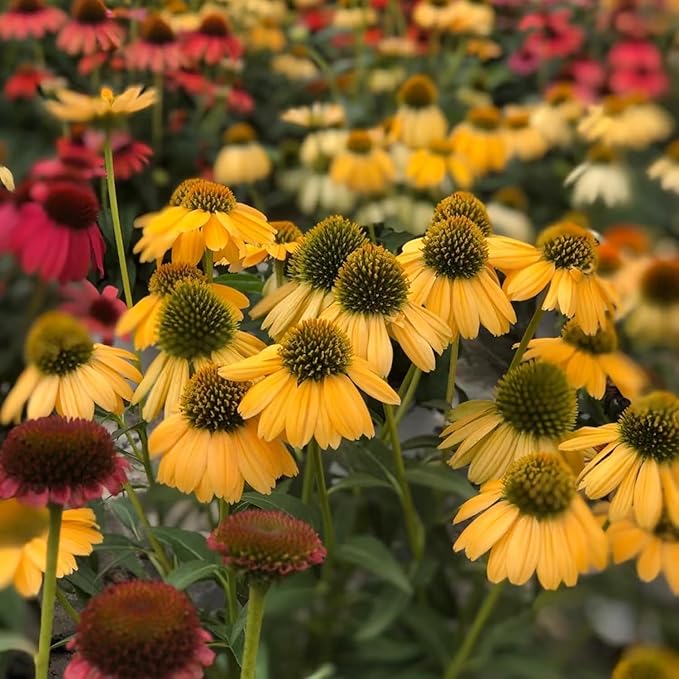 300+ Double Echinacea Seeds, Heirloom Coneflower Seeds, Non-GMO Perennial Flowers, Butterfly Garden Plants