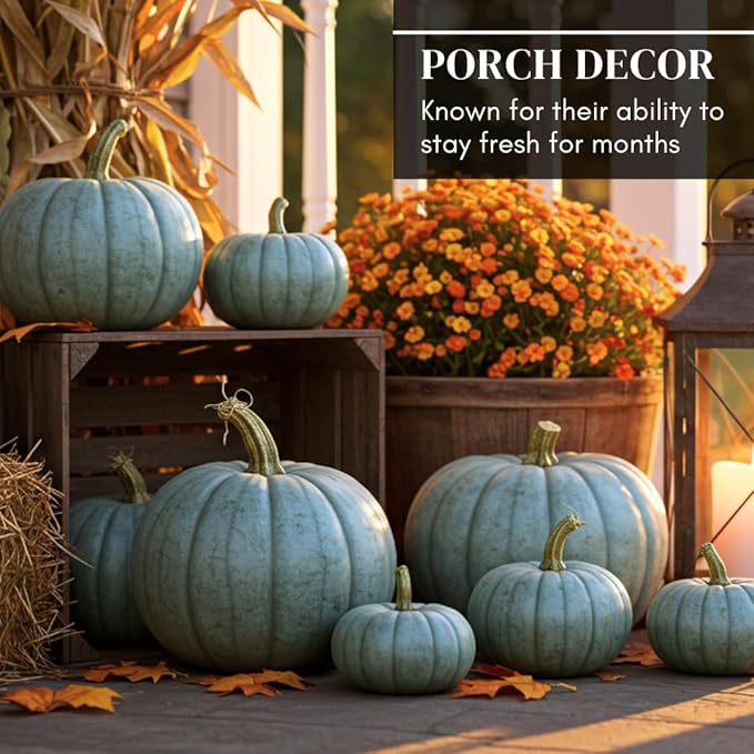 Exotic Blue Pumpkin Seeds | 20 Seeds Packet | Blue Jarrahdale Pumpkin Seeds