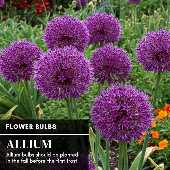 5 Dark Purple Allium Bulbs - Blooming Onion, Perennial Garden Flower - Fall Bulbs That Make Giant Round Purple Flowers