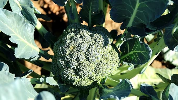 Vegetable, Flower, & Herb Seed Set - 10 Varieties of Non-GMO Heirloom Premium Seeds for Planting - Rutger Tomato, Kale, Onion, and More!