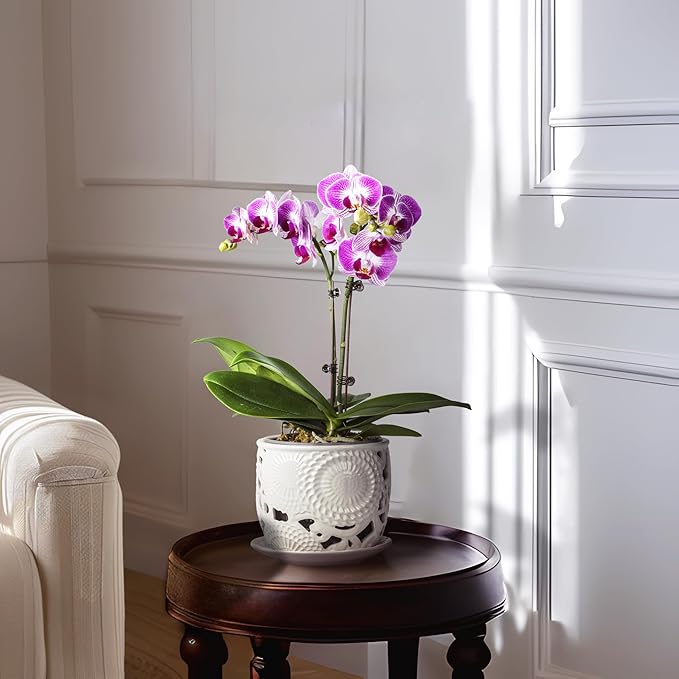HERDUK Ceramic Orchid Pot, Orchid Pots with Drainage Holes & Saucer 6.5 Inch,Orchid Pot for Repotting Indoor, Orchid Containers with Precise Aeration & Drainage