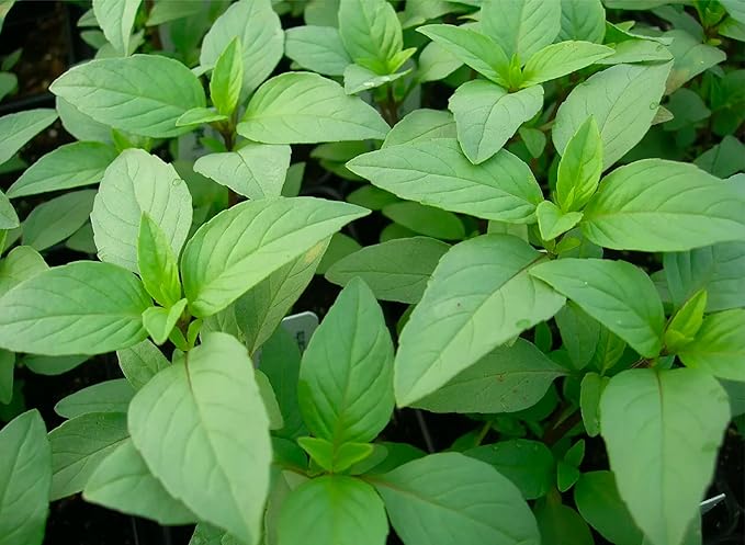 Seed Needs Lime Basil Seeds for Planting - Non-GMO Heirloom & Untreated Culinary Herb Seed to Plant an Indoor or Outdoor Home Grown Kitchen Garden (2 Packs)
