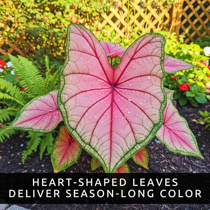 Pink Princess Caladium Bulbs for Planting - Beautiful Spotted Leafs Stand Out - Perennial Hosta, Elephant Ears, Fancy (2 Bulbs)