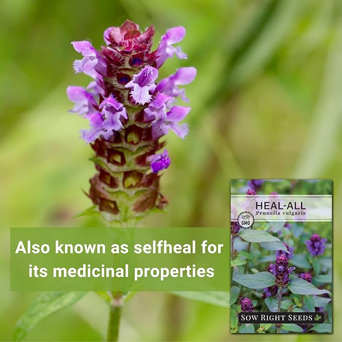 Sow Right Seeds - Heal-All Seeds for Planting - Self Heal Prunella Vulgaris - Non-GMO Heirloom Medicinal Herb - Grow Your Own Wildflower Garden - Attracts Pollinators - Easy to Grow in Gardens (3)