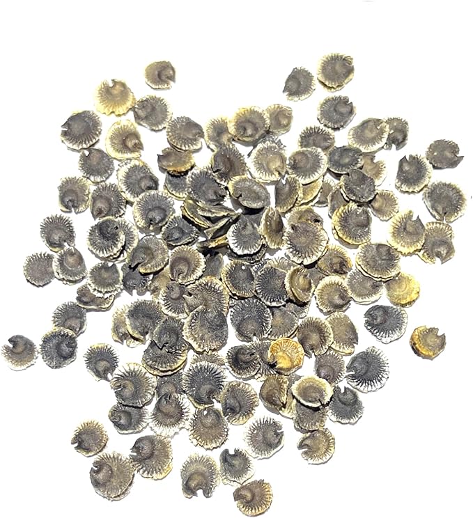 Seed Needs, Black Hollyhock Seeds - 100 Heirloom Seeds for Planting Alcea rosea - Great for Gothic Gardens, Open Pollinated Biennial that Attracts Pollinators (5 Packs)