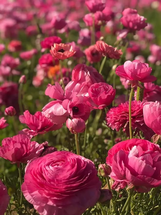 10pcs Peony Ranunculus Bulbs Mixed Corms Flower Bulb Garden Blooms Planting (Mixed)
