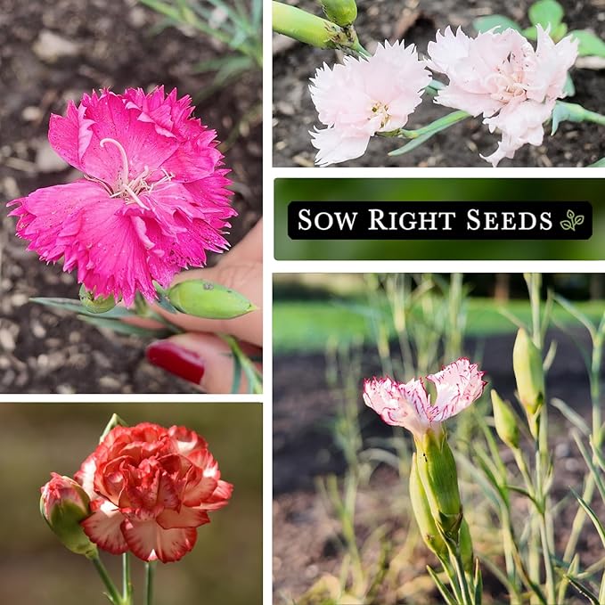 Sow Right Seeds - Chabaud Mix Carnation Seeds for Planting - Non-GMO Heirloom Dianthus Variety Ideal for Outdoor Gardens - Grow Large Carnation Plants - Easy to Sow and Bloom Beautiful Flowers (1)