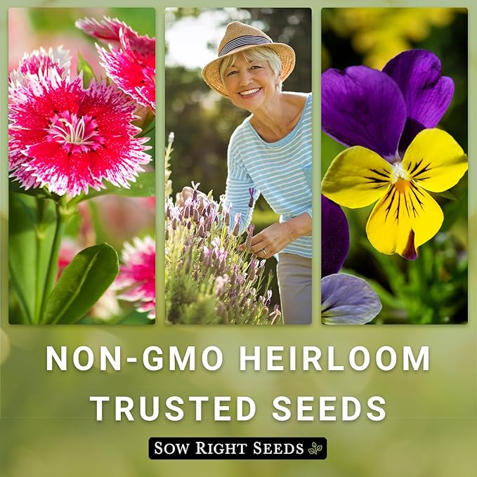 Sow Right Seeds - Moonflower (Ipomoea alba) Flower Seeds for Planting - Non-GMO Heirloom Flowers to Grow in Your Home Garden - Vining Plant for Beautiful Evening Blooms - Wonderful Gift (2)
