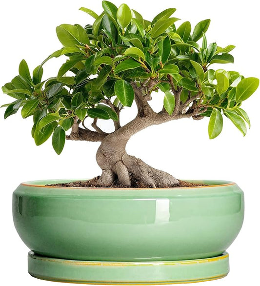 10 Inch Bonsai Tree Pots - Ceramic Succulent Pots with Drainage Hole and Tray, Shallow Planter for Indoor Outdoor Plants, Round Planters, House Decor, Gifts for Plant Lovers, Light Green