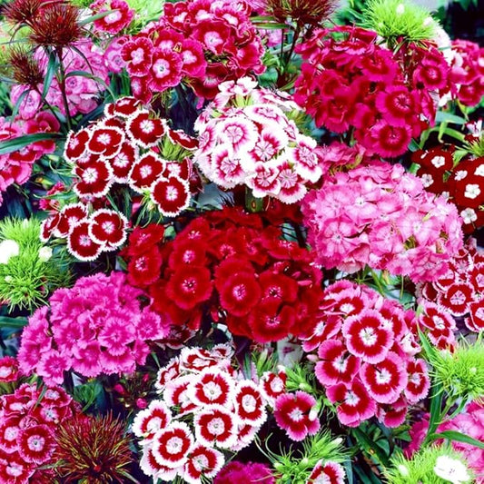 Dianthus Seeds 5000PCS– Fragrant Perennial Flower Seeds for Planting | Hardy Garden Blooms for Borders, Containers & Cut Flowers