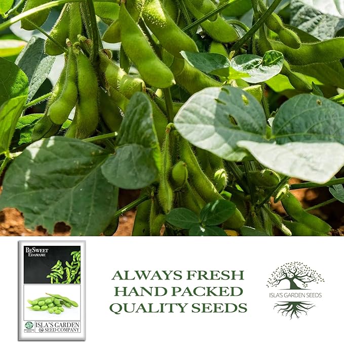 BeSweet Edamame Seeds for Planting (Vegetable Soybean, Glycine max) – 25+ Non GMO & Heirloom Seeds by Isla’s Garden Seeds, Sweet Tender Pods, Easy Home Growing, Garden Gift Idea