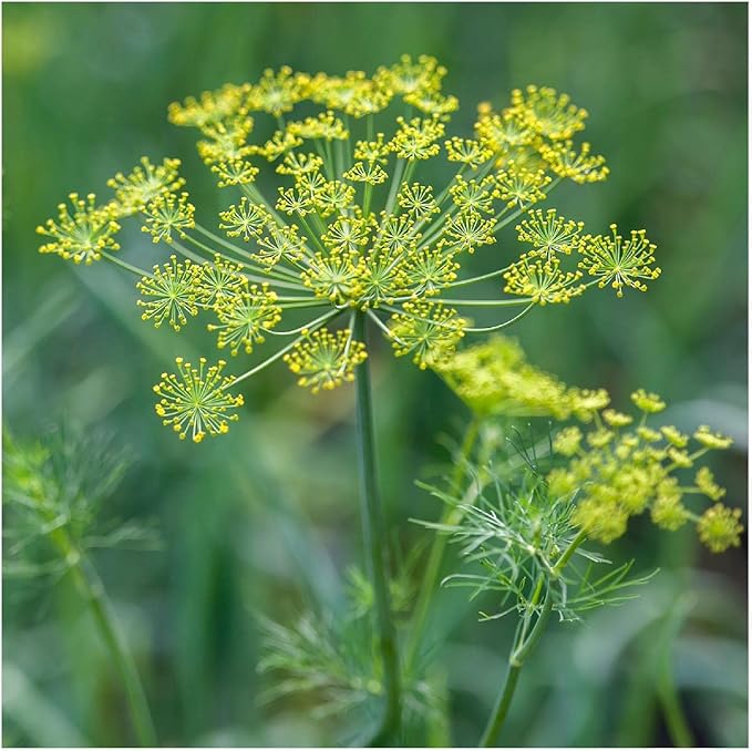 Everwilde Farms - 2000 Dukat Dill Herb Seeds - Gold Vault Jumbo Seed Packet