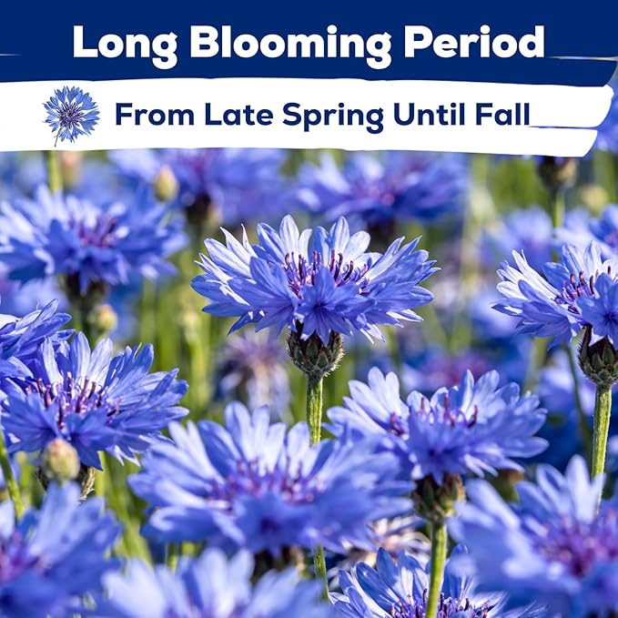 6000+ Cornflower Seeds Perennial for Planting – Blue Bachelor Button Seeds, Non-GMO Pollinator Friendly Flower Seeds for Outdoor Garden, Attract Bees & Butterflies