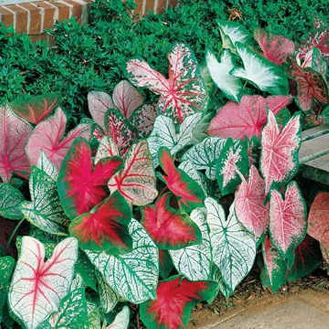 Caladium Bulbs, Fancy Mix, Pack of 10 – Easy-to-Grow Perennial Hosta with Heart Shaped, Colorful Leaves for Garden Beds, Containers, Patios, and Indoor Displays