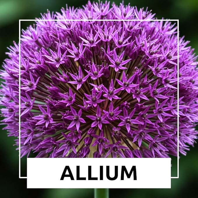 5 Dark Purple Allium Bulbs - Blooming Onion, Perennial Garden Flower - Fall Bulbs That Make Giant Round Purple Flowers