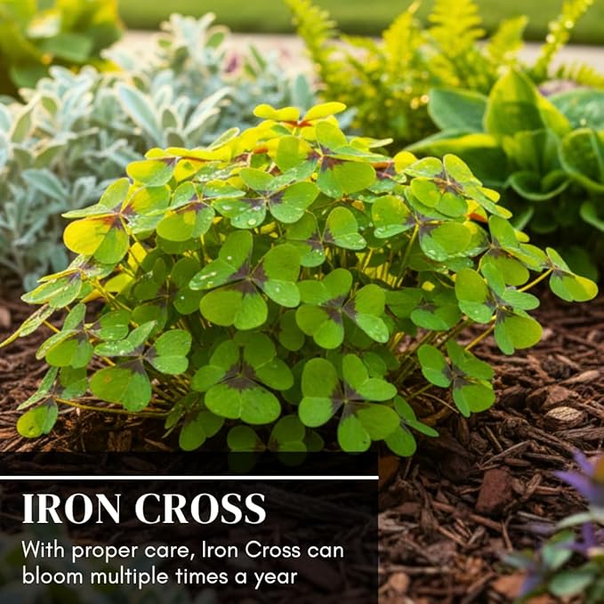 Iron Cross Shamrock Bulbs - 10 Bulbs to Plant - St. Patrick's Gift - Iron Cross Shamrocks - Fast Growing Year Round Color Indoors or Outdoors - Oxalis Shamrock Bulbs - Unique Four-Leaf Foliage