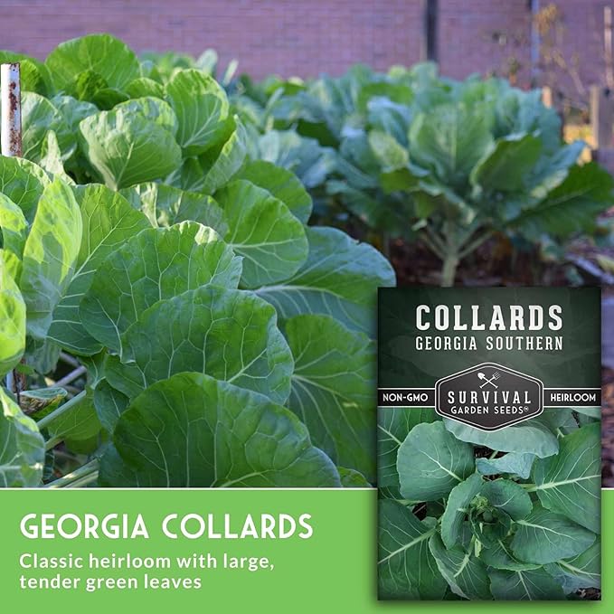 Collard Green Seeds for Planting | Georgia Southern Heirloom Non-GMO Variety | Leafy Greens for Home Vegetable Gardens - Survival Garden Seeds (2 Packs)