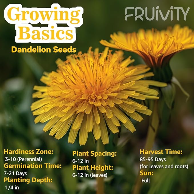 Dandelion Seeds (0.18oz - 5000+ Seeds) - Heirloom Taraxacum officinale - Non-GMO Edible Herb for Planting - Medicinal Roots, Leaves & Flowers - Pollinator-Friendly Perennial for Garden