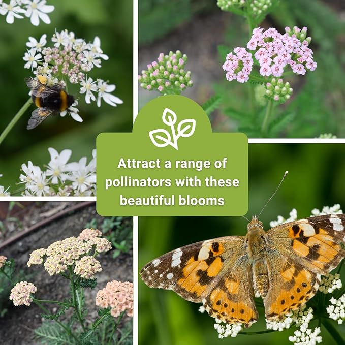 Sow Right Seeds - Pastel Mix Yarrow Seeds for Planting - Vibrant Yarrow Flowers for Attracting Pollinators - Perfect for Floral Gardens & Landscaping - Easy to Grow - Non-GMO Heirloom Herb (1)
