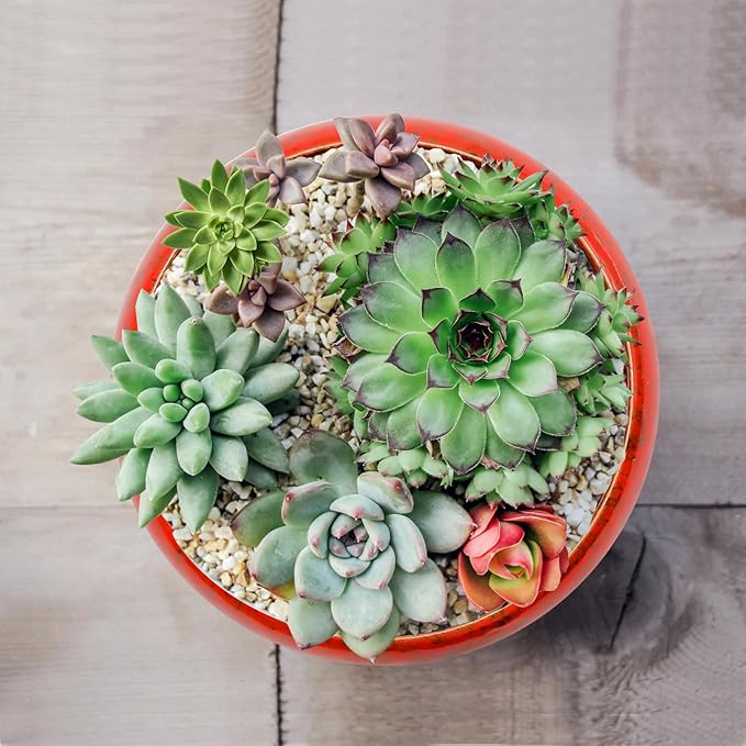 7.4 inch Ceramic Bonsai Pots with Trays Shallow Planters, Succulent Planters with Drainage Hole, Round Large Shallow Pots, Bonsai Pots Garden Decorative Cactus Stand Flower Container (Red)