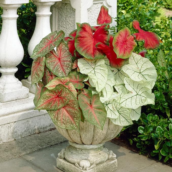 Garden State Bulb Mixed Caladium Bulbs, Bare Roots, Spring Planting (Bag of 20)