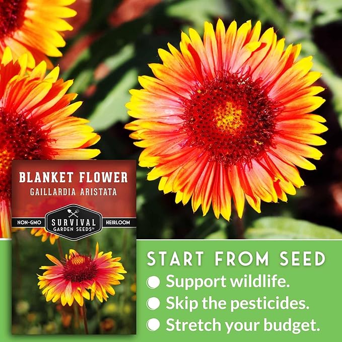 Blanket Flower Seeds for Planting - Perennial Gaillardia Aristata Firewheel Wildflower, Drought Tolerant Native Flower Seeds - Survival Garden Seeds (2 Packs)