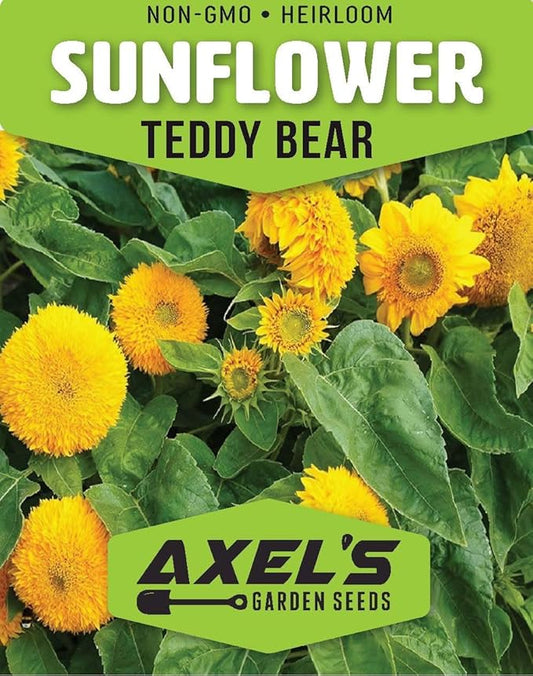 Seed Packets for Planting Teddy Bear Sunflowers in Home Outdoor Garden - Heirloom Non-GMO Flower Seed Packets