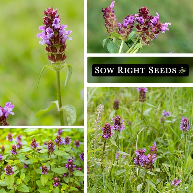 Sow Right Seeds - Heal-All Seeds for Planting - Self Heal Prunella Vulgaris - Non-GMO Heirloom Medicinal Herb - Grow Your Own Wildflower Garden - Attracts Pollinators - Easy to Grow in Gardens (3)