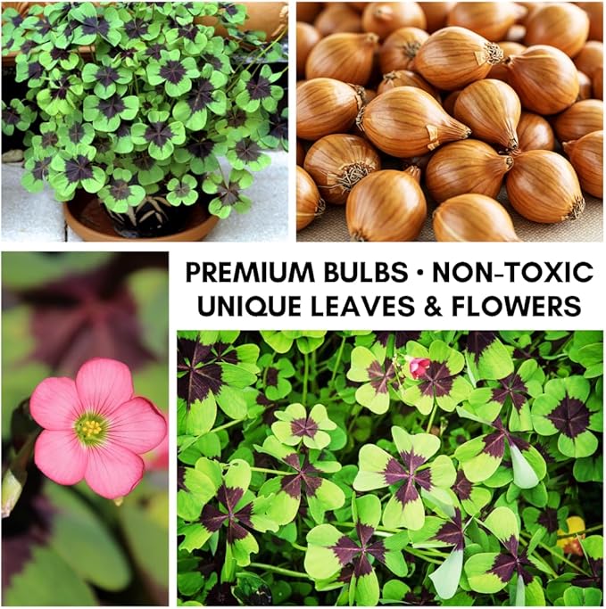 Iron Cross Shamrock Bulbs - 20 Bulbs to Plant - Good Luck Plant - Fast Growing Year Round Color Indoors or Outdoors - Oxalis Shamrock Bulbs