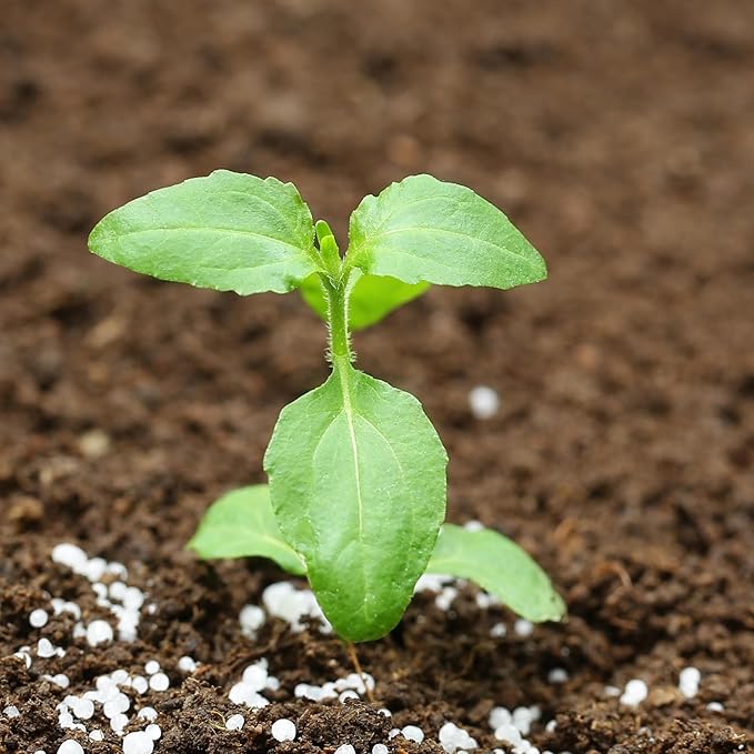 Seed Needs Holy Basil Tulsi Seeds for Planting - Non-GMO Heirloom & Untreated Medicinal Herbal Plants to Grow Indoors or Outdoors - Sacred Hindu Herbs (2 Packs)