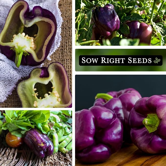 Sow Right Seeds - Purple Beauty Pepper Seeds for Planting - Non-GMO Heirloom Packet with Instructions to Plant and Grow an Outdoor Home Vegetable Garden - Sweet Bell Variety, Violet Purple (1)
