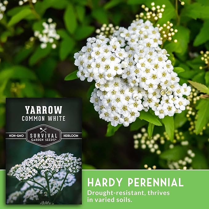 Yarrow Seeds for Planting - White Common Heirloom Medicinal Herb Seeds for Dye & Pollinator Gardens, Easy to Grow Perennial Flowers - Survival Garden Seeds (2 Packs)