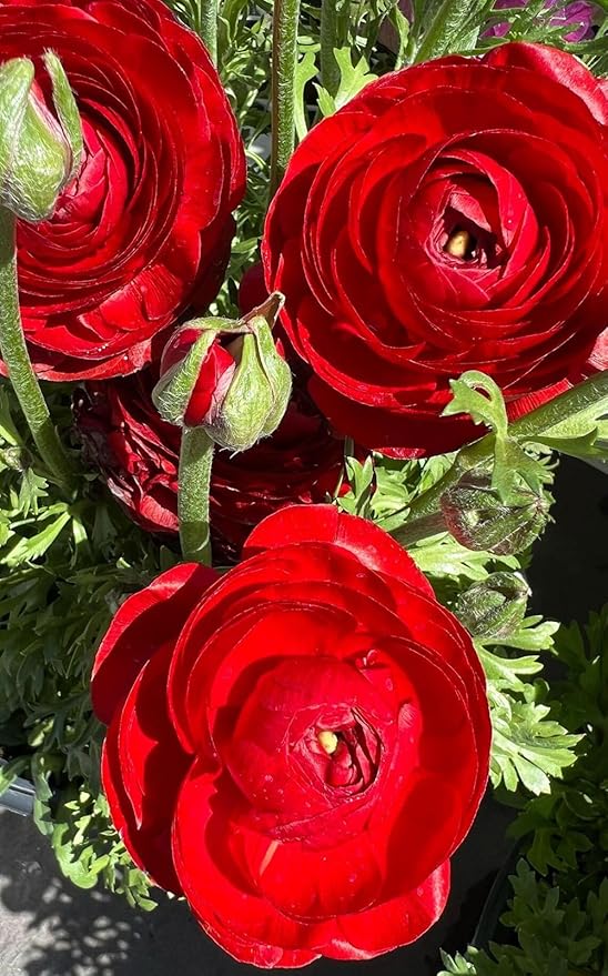 10 pcs Peony Ranunculus Bulbs Mixed Corms Flower Bulb Garden Blooms Planting (Red)