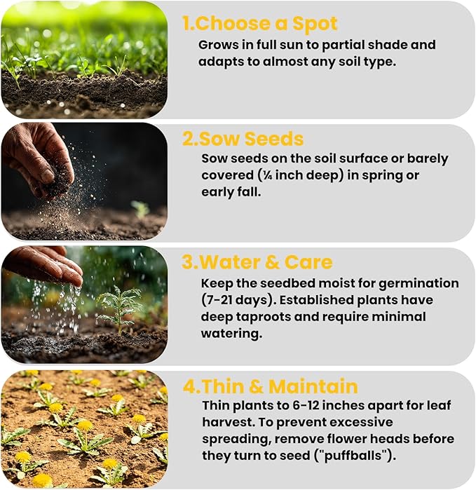 Dandelion Seeds (0.18oz - 5000+ Seeds) - Heirloom Taraxacum officinale - Non-GMO Edible Herb for Planting - Medicinal Roots, Leaves & Flowers - Pollinator-Friendly Perennial for Garden