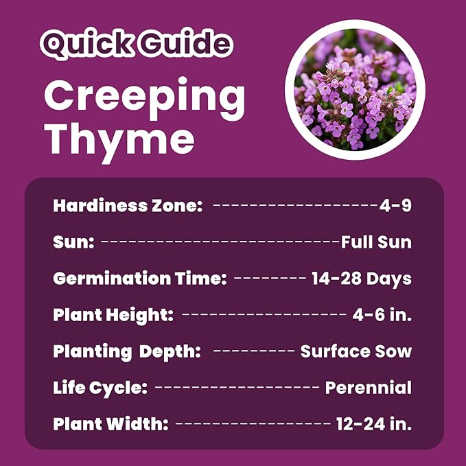 20000+ Creeping Thyme Seeds for Planting, Non-GMO Ground Cover Seeds, Fragrant Lawn Alternative for Garden, Paths & Landscaping (10g / 0.35 oz)