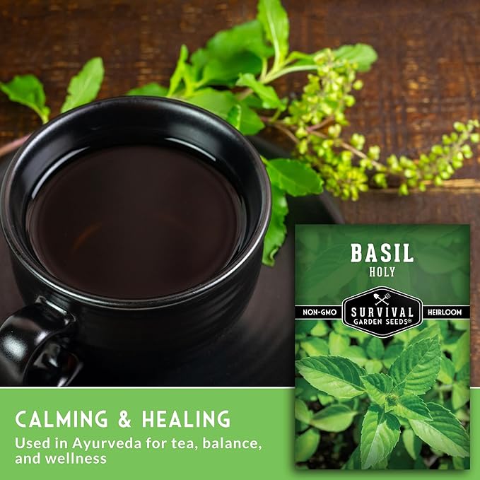 Holy Basil Seed for Planting - Indian Sacred Herb Tulsi Seeds to Grow in Your Home Vegetable Garden - Non-GMO Heirloom Variety - Survival Garden Seeds (3 Packs)