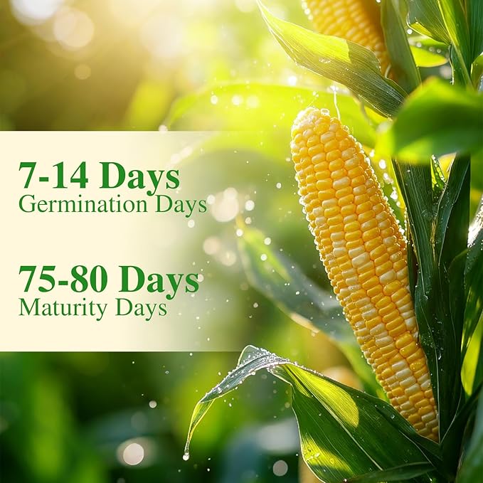 Golden Bantam Corn Seeds, 100 Non-GMO Heirloom Vegetable Seeds, High Germination Sweet Corn Seed for Outdoor Home Garden (Zea mays)
