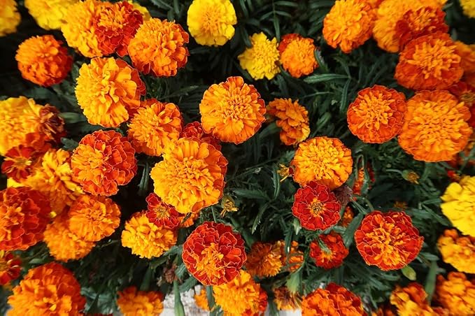Flower & Vegetable Seed Set - 22 Varieties of Non-GMO Heirloom Premium Seeds for Planting - Brussel Sprouts, Cantaloupe, Peppers, Marigolds, and More