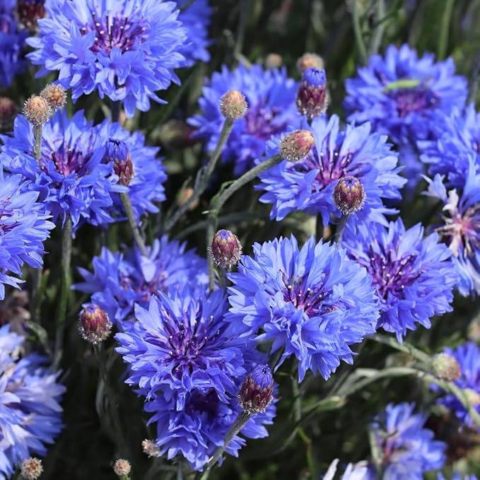 2007+ Mixed Cornflower Seeds for Planting Dwarf Colorful Cornflower Seeds Perennial Corn Flower Seed Non-GMO Heirloom Plant Seed Gardens Outdoors