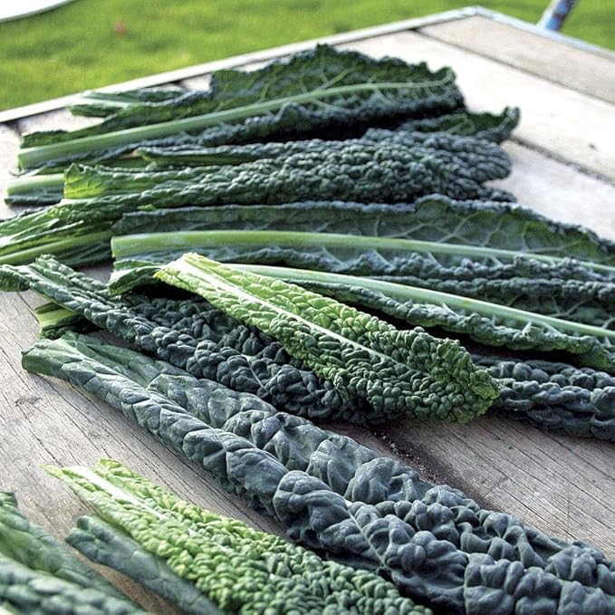 Park Seed Sow Effortless Collection Seed Tape – Black Magic Kale, 15 Feet – Easy DIY Planting, Gourmet Dinosaur Kale for Baby Greens or Mature Leaves, Nutrient-Rich, Cold Hardy, Ready in 80–95 Days